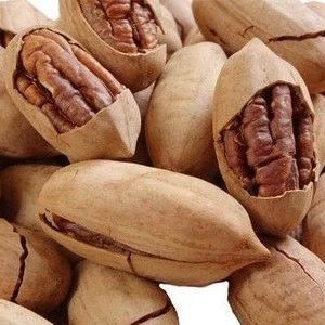 High-clsss AAA Quality Pecan Nuts for Sale/ Pecan Nut in Shell