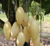 High Premium Grade NAM DOK MAI Mango ,Mango Fruit For Export Grade From Thailand