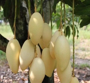 High Premium Grade NAM DOK MAI Mango ,Mango Fruit For Export Grade From Thailand