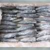 High Quality chinese best brands Frozen Canned Mackerel Fish Whole Round Canned fish canned mackerel