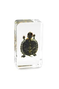 High Quality Custom Make Preschool kids Real Turtle Tortoise Resin Specimen Learning Resource Aids