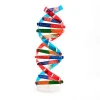 High Quality DNA Educational Toys Science Model for Kids