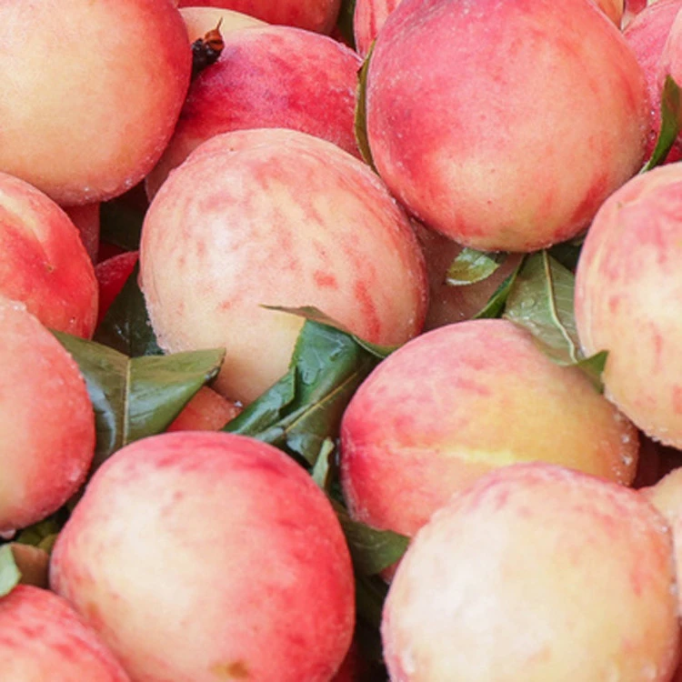 High Quality Peaches Wholesale Fresh Organic Fruit Importers