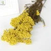 High Quality Real Touch Rice Flower Dried Preserved Flower Bouquets Wholesale Fresh Natural Stem Eternal Home Decoration