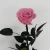 Import Hot Europe Wholesale immortal rose immortal flower fresh rose royal eternal rose from China