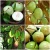 Import HOT SALE WITH FRESH STAR APPLE: HOT MARKET from Vietnam