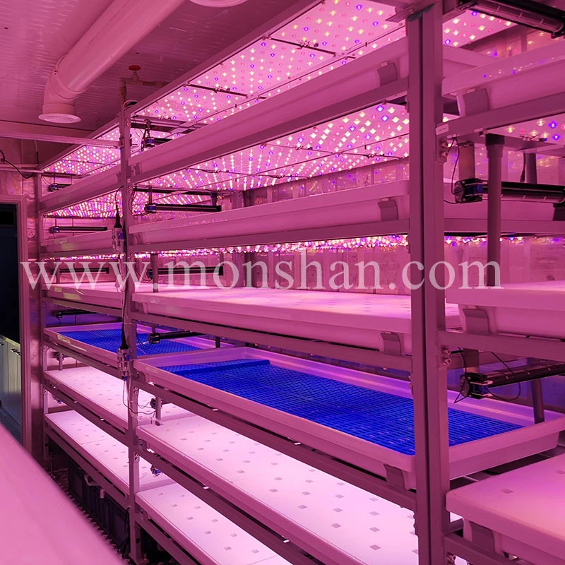 Hydroponic Reefer Container Lettuce Growing Farm