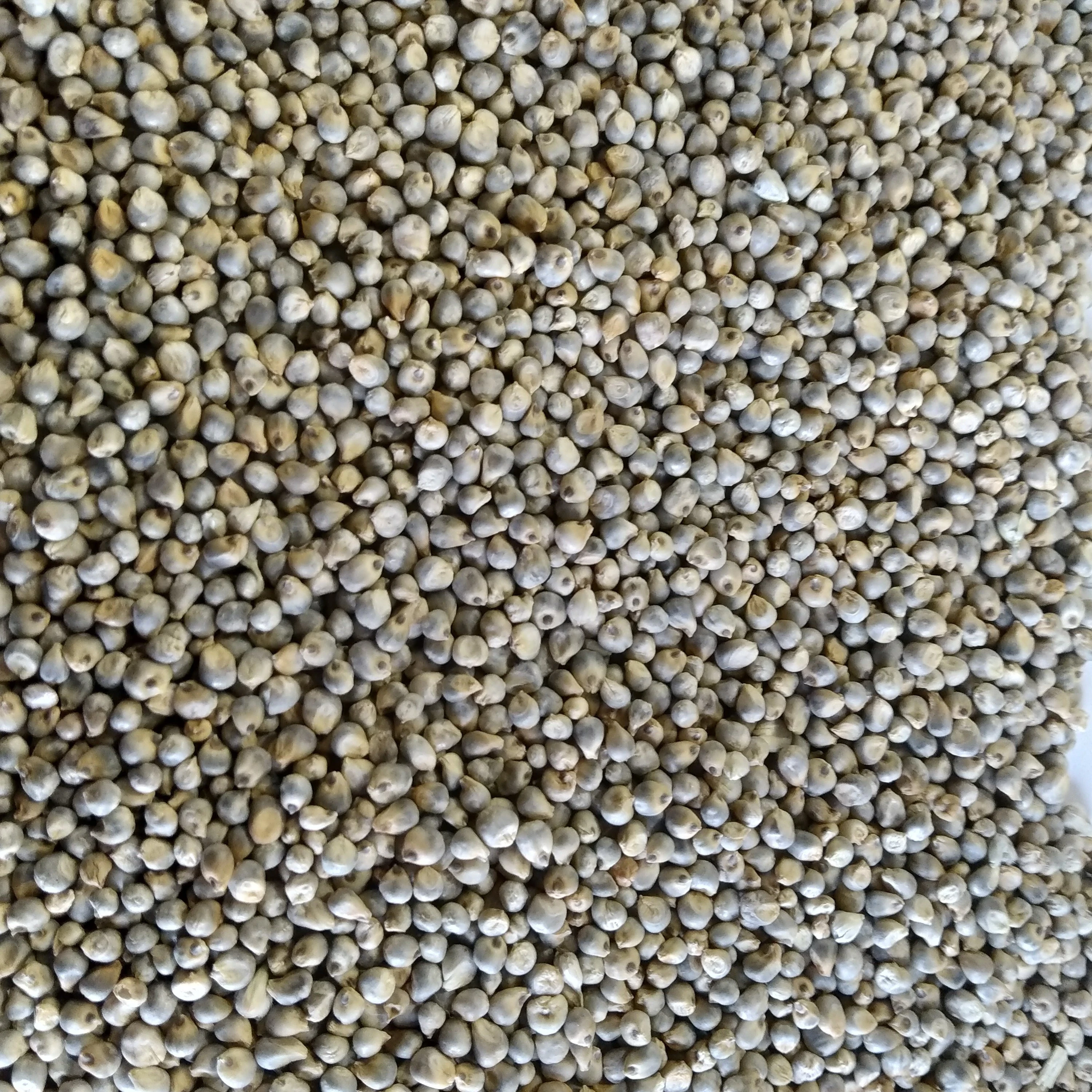 Indian Green Millet/Bajra by Verified Supplier