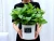 Import Indoor outdoor garden Hydroponic Kit Modern Style Herb Growing Kit Self Watering Flower Pot Garden from China