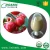 Import ISO 13 years factory supply Fresh Cherry powder from China