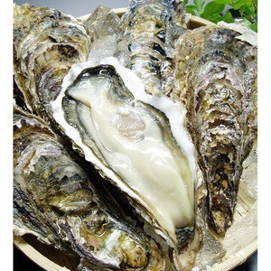Japanese wholesale natural live frozen shellfish from Japan