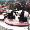 KAWAH Cute Realistic Animatronic life size panda statue for park