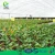 Import Large Size Tunnel agricultural equipment galvanized pipe for greenhouse clear plastic film from China