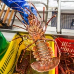 Live Lobsters / Frozen Lobster