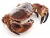 Import Live Scottish Brown crab / Cancer pagurus from United Kingdom