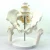 Import Medical teaching human skeleton pelvis anatomy model Life size female pelvis model from China