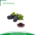 Import Natural GMP resveratrol grape seed extract from China
