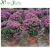 Import Natural Plants Flowering Bougainvillea Bonsai from China