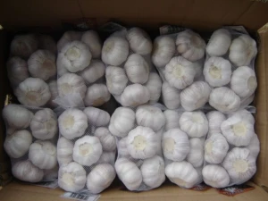 New crop garlic  buyer price is cheaper for philippines market with Global GAP certificate