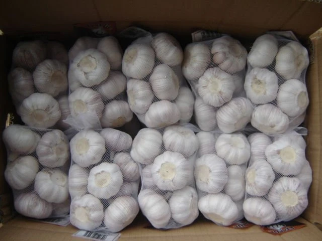 New crop garlic  buyer price is cheaper for philippines market with Global GAP certificate