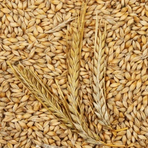 Organic Barley for Malt, Barley Feed, Malted Barley Animal Feed Barley