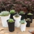 Import Plastic Plant Pots Garden Planters Pot Nursery Plastic Flower Pot For Outdoor Yard Lawn Garden Home Desk Or Bedside Planting from China
