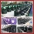 Import Powercon Dmx Rotate Pinspot 60w Beam Mini Moving Head COB 60W RGBW from China