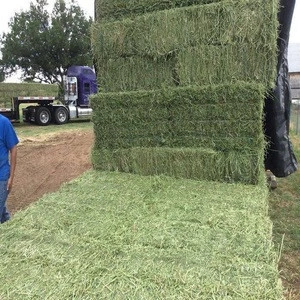 Premium Quality Alfalfa Hay at very cheap price