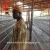 Import Price Of Battery Polutry Farming Chicken Cages In Nigeria from China