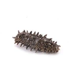 Quality Dried Sea Cucumber