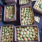 Quality Fresh Guava Now Available on 30% Discount Sale Ready for Export