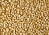 QUINOA GRAINS AND SEED AVAILABLE