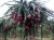 Import Red and White Dragon Fruit - Vietnam High Quality Fresh Dragon Fruit from Thailand