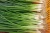 Import Scallions - Green Onions - Spring Onion - FRESH SCALLIONS  WHATSAPP +84 947 900 124 from Vietnam