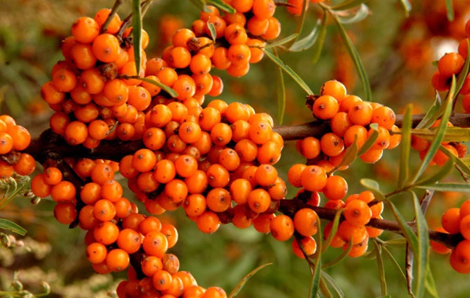 Sea Buckthorn Extract Flavone  Sea Buckthorn Powder For Promoting Digestion