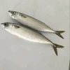 SEAFROZEN PACIFIC MACKEREL FISH