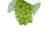 Import Shine Muscat Fresh Grape Fruits With Reasonable Price from Japan