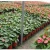 Import Simple thickened two-color pot disposable plastic flower nursery pot large nutrition bowl cultivation pot succulent planting from China