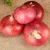 Import Supplier export bulk buyers price new specification vegetable fresh red scallion onion for sale from China