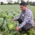 Import Thai Cabbage from Thailand