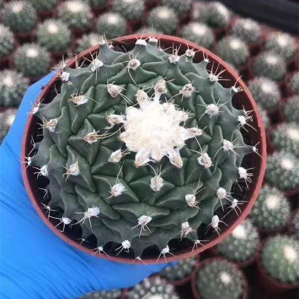Thailand plant Wholesale Cactus seed Plants Nursery Household Decorate  7-9cm