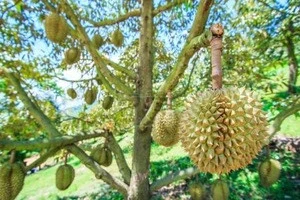 Top Grade Fresh and Frozen Durian Fruits Supplier