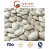 Top Quality Shine Skin White Pumpkin Seeds Grade A
