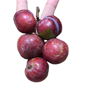 VIETNAM FRESH JUICY PLUM - Premium Fruit