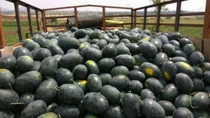Water melon wholesale india