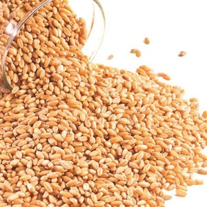 Wheat Seeds/Wheat Flour/ Wheat Grain available