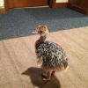 White Ostrich Feathers/Ostrich Chicks /Blue and Black Neck Ostrich for sale
