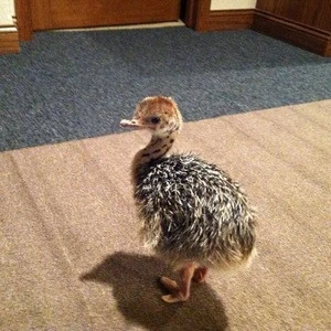 White Ostrich Feathers/Ostrich Chicks /Blue and Black Neck Ostrich for sale