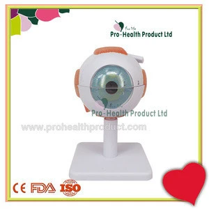 Wholesale Anatomical Medical Science 3 times Plastic Human Eye Model For Teaching