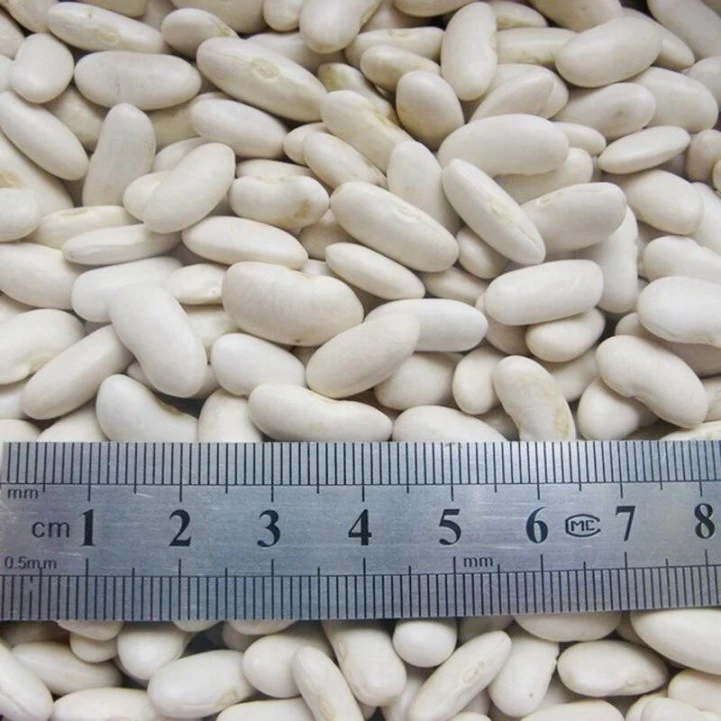 Wholesale high quality dry long white kidney beans